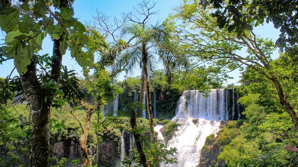 View of the diversity of vegetation that can be observed in the Argentine side of Iguazú Falls