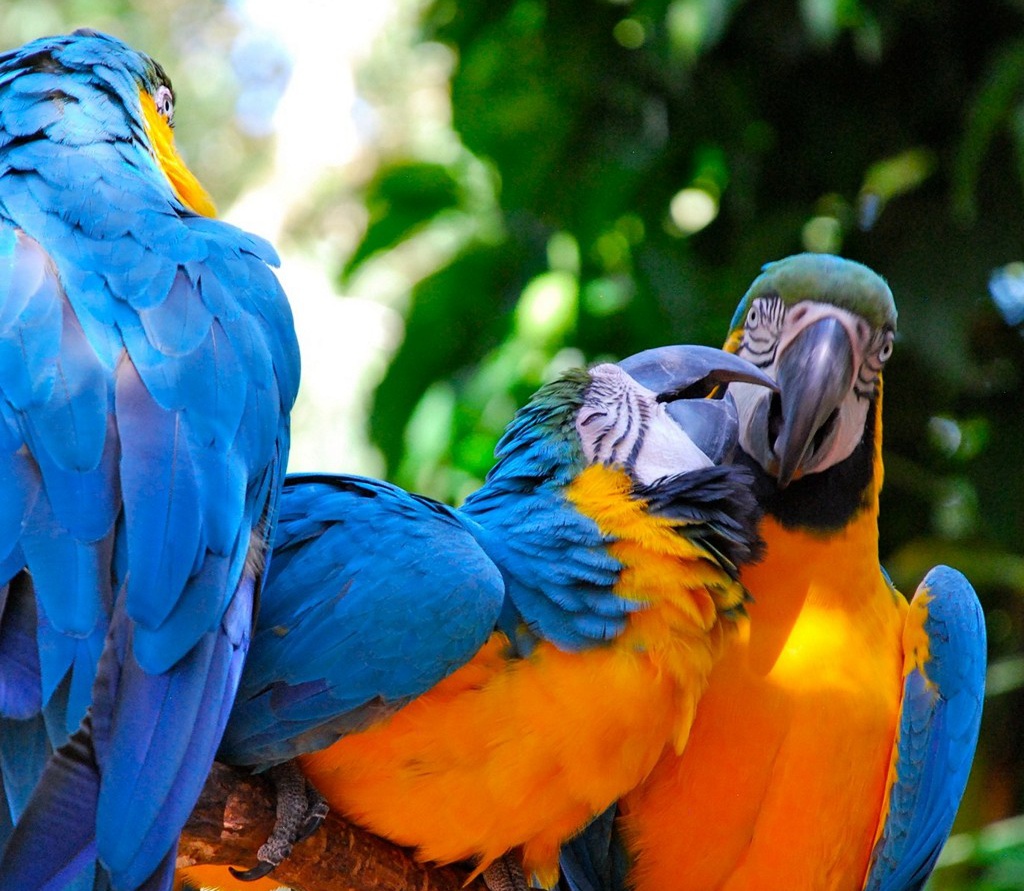 Fauna of the Iguazu Falls, parrots, birds, and beautiful wildlife.