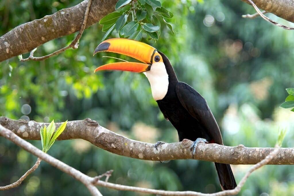 Beautiful image of a toucan, fauna of Iguazu Falls.